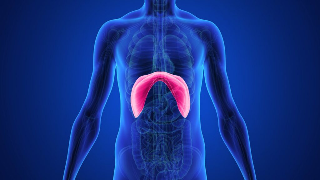Representación del diafragma y su posición debajo de los pulmones.
