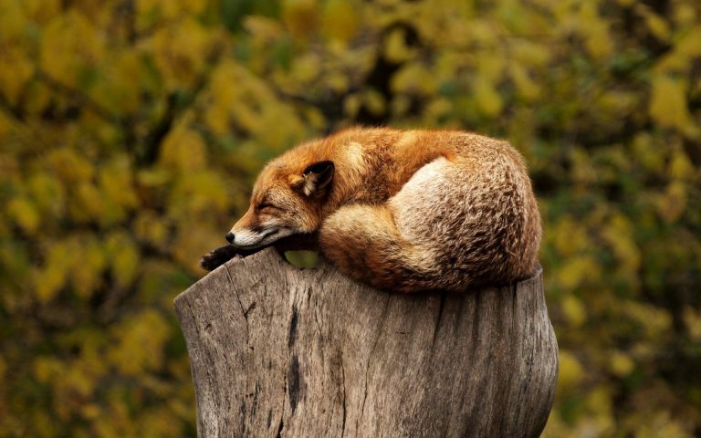 Zorro echándose una siesta a media tarde, signo de que sigue nuestros consejos de higiene del sueño