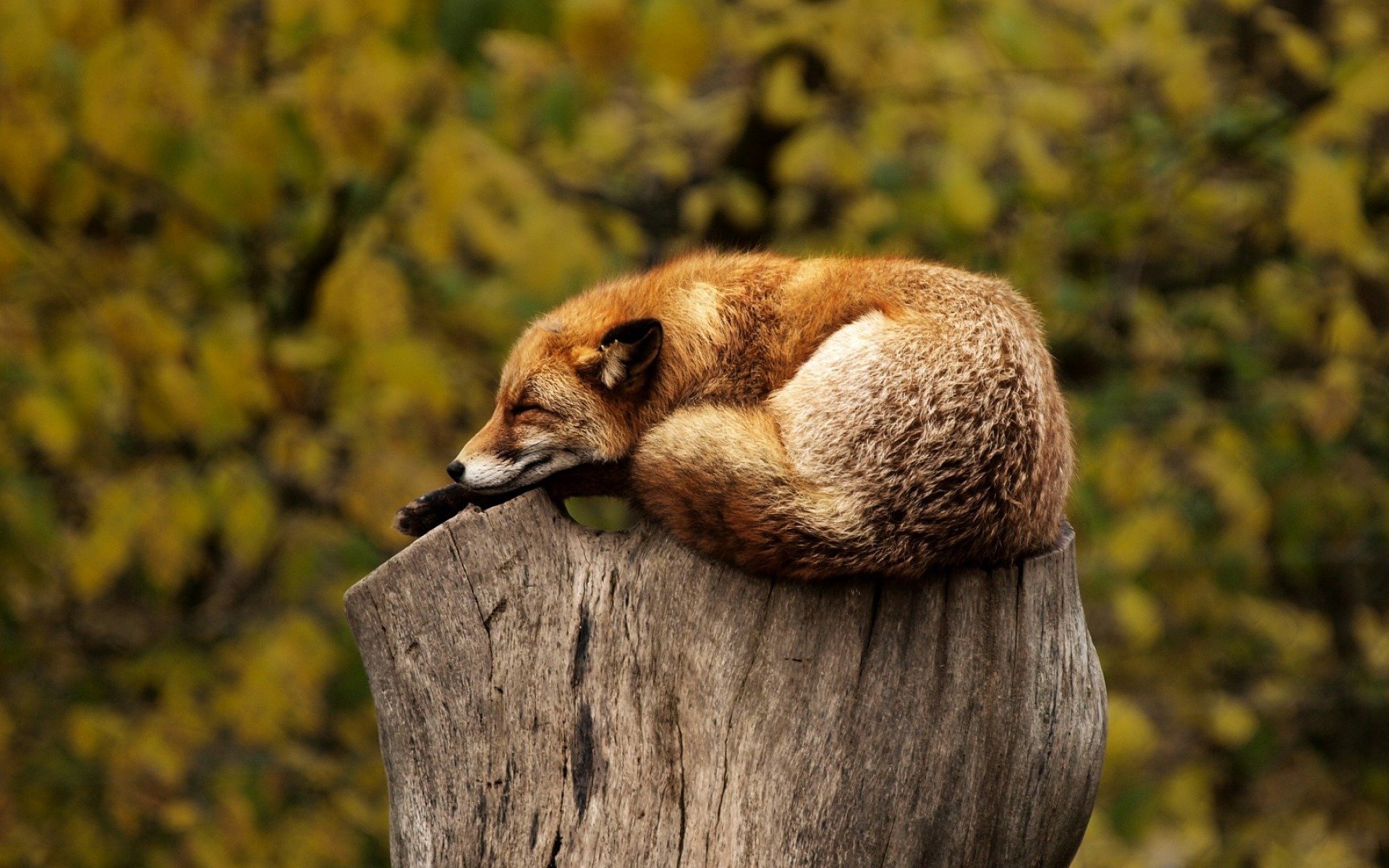 Zorro echándose una siesta a media tarde, signo de que sigue nuestros consejos de higiene del sueño